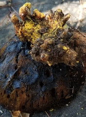 Buchwaldoboletus sphaerocephalus