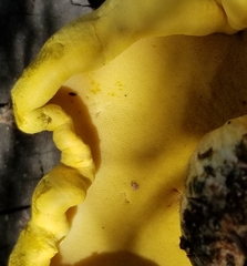 Buchwaldoboletus sphaerocephalus