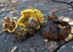 Buchwaldoboletus sphaerocephalus