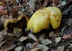 Buchwaldoboletus sphaerocephalus