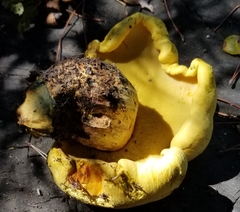 Buchwaldoboletus sphaerocephalus