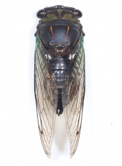 Neotibicen tibicen tibicen