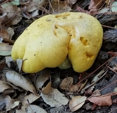 Buchwaldoboletus sphaerocephalus