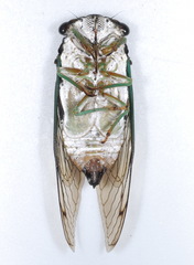 Neotibicen tibicen tibicen