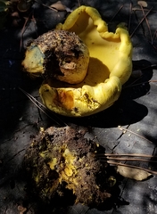 Buchwaldoboletus sphaerocephalus