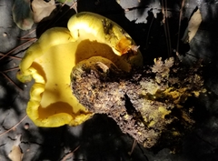 Buchwaldoboletus sphaerocephalus