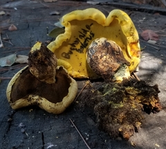 Buchwaldoboletus sphaerocephalus