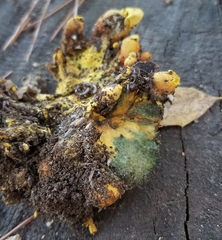 Buchwaldoboletus sphaerocephalus