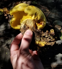 Buchwaldoboletus sphaerocephalus