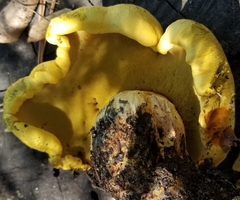 Buchwaldoboletus sphaerocephalus