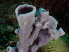 Callyspongia siphonella