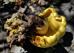 Buchwaldoboletus sphaerocephalus