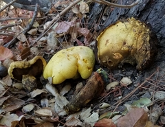 Buchwaldoboletus sphaerocephalus