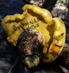 Buchwaldoboletus sphaerocephalus