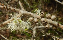 Melaleuca acuminata