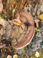 Ganoderma applanatum