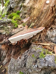 Ganoderma applanatum