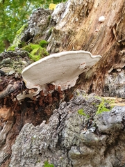Ganoderma applanatum