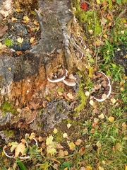 Ganoderma applanatum