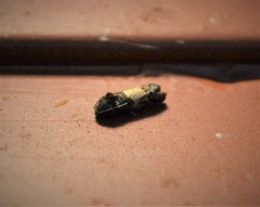 Epiblema tripartitana