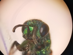 Chrysis bicolor