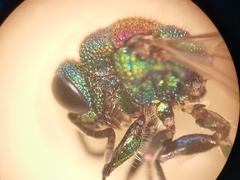Chrysis bicolor