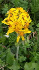 Ligularia fischeri