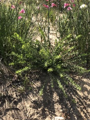 Acacia huegelii