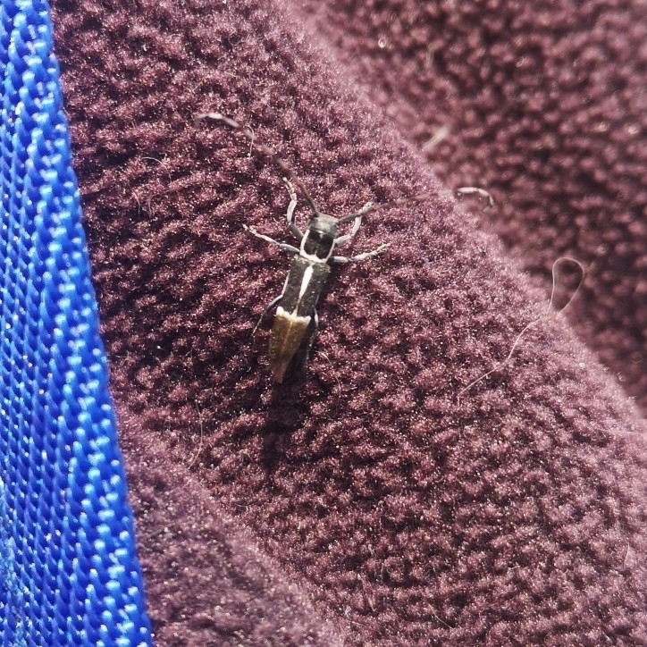 Emphytoecia dimidiata