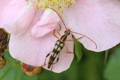 Strangalia luteicornis