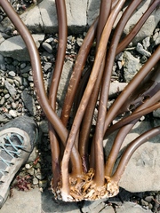 Hedophyllum dentigerum