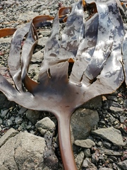 Hedophyllum dentigerum