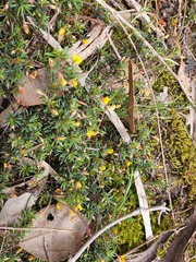 Pultenaea pedunculata