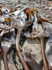 Hedophyllum dentigerum