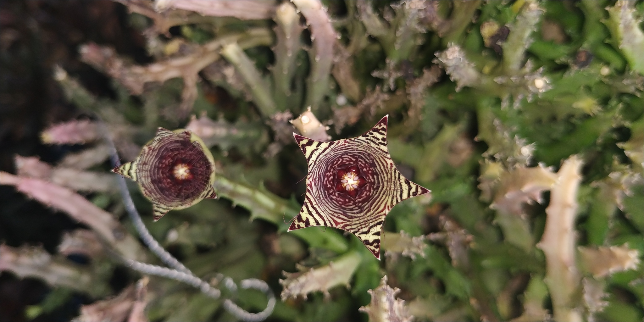 Hutchinia pauciflora (Wight) Plowes