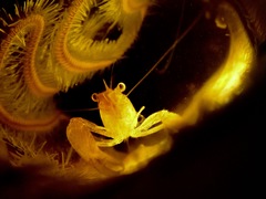 Thaumastocaris streptopus