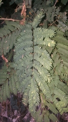Acacia schweinfurthii image
