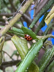 Harmonia axyridis