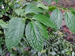 Elatostema involucratum