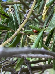 Harmonia axyridis