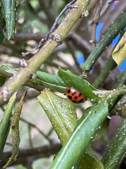 Harmonia axyridis