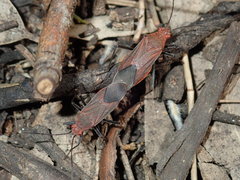 Leptocoris tagalicus