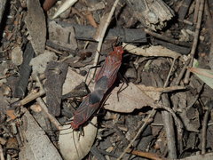 Leptocoris tagalicus