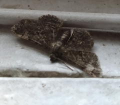 Geometridae