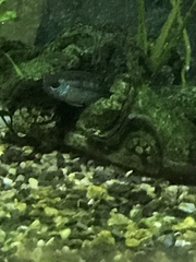 Nannacara anomala