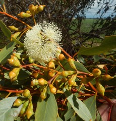 Eucalyptus incrassata