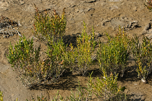 Salicornia europaea iNat (3)