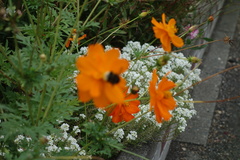 Bombus