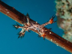 Cabangus regius