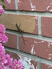 Anolis sagrei